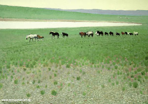 Mongolian Artist Narangerel Tsendsuren  Цэндсүрэнгийн Нарангэрэл, Zuraach, Uran buteelch, Bagsh