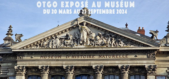 OtGO expos� au Mus�um Du 20 mars au 23 septembre 2024 Mus�um d’Histoire Naturelle Nantes